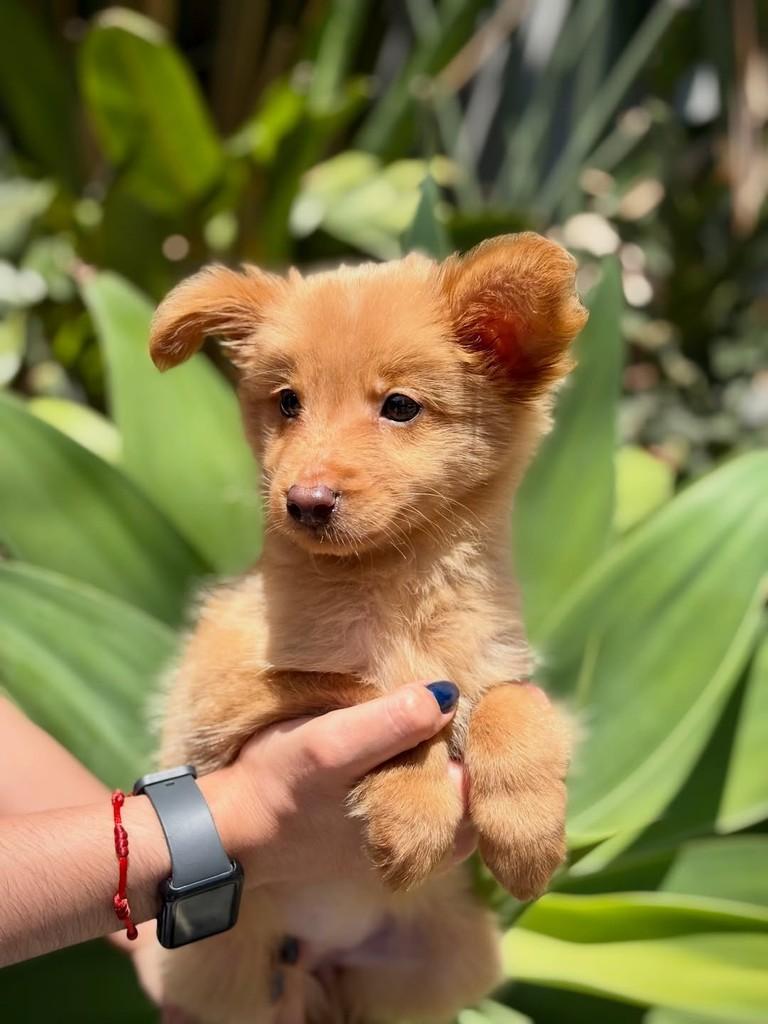 Ginevra, cadela de porte pequeno para adoção em São Paulo - SP — foto 5 de 10