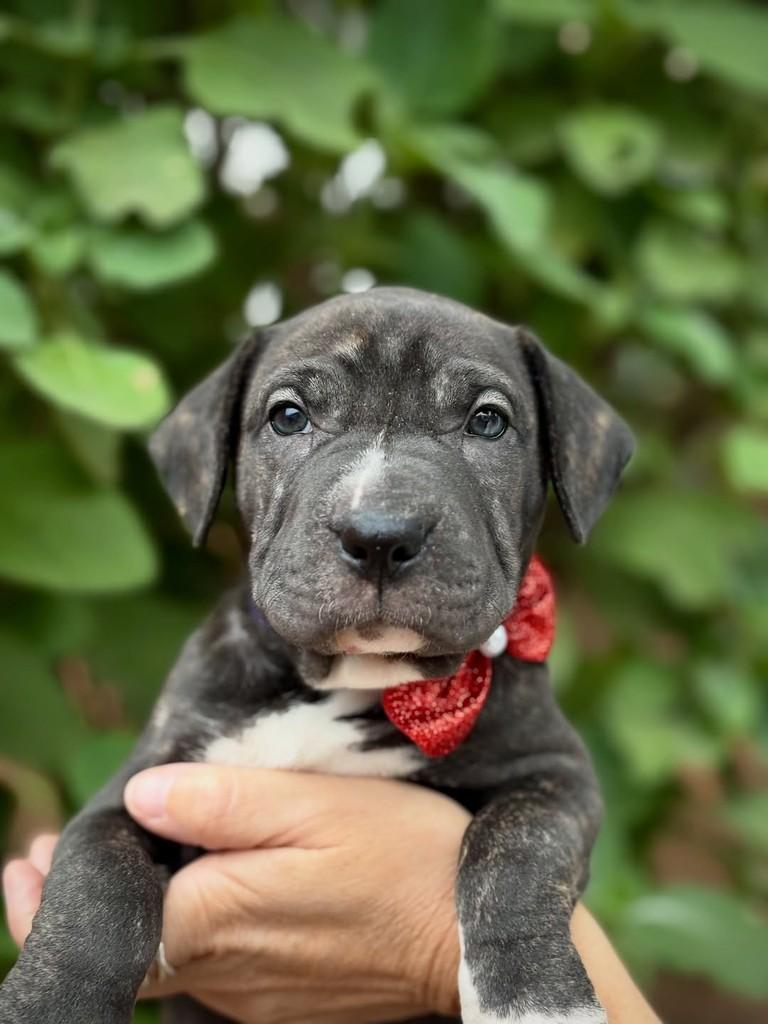 Breu, cachorro de porte médio para adoção em São Paulo - SP