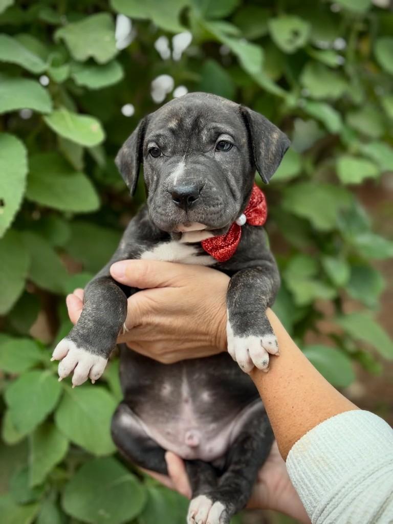 Breu, cachorro de porte médio para adoção em São Paulo - SP — foto 2 de 11