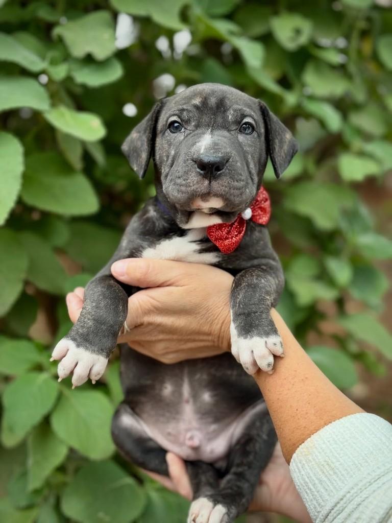 Breu, cachorro de porte médio para adoção em São Paulo - SP — foto 3 de 11