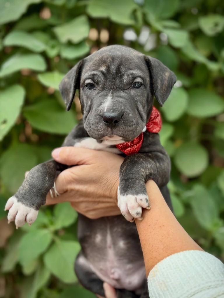 Breu, cachorro de porte médio para adoção em São Paulo - SP — foto 4 de 11