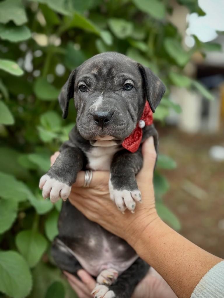 Breu, cachorro de porte médio para adoção em São Paulo - SP — foto 5 de 11