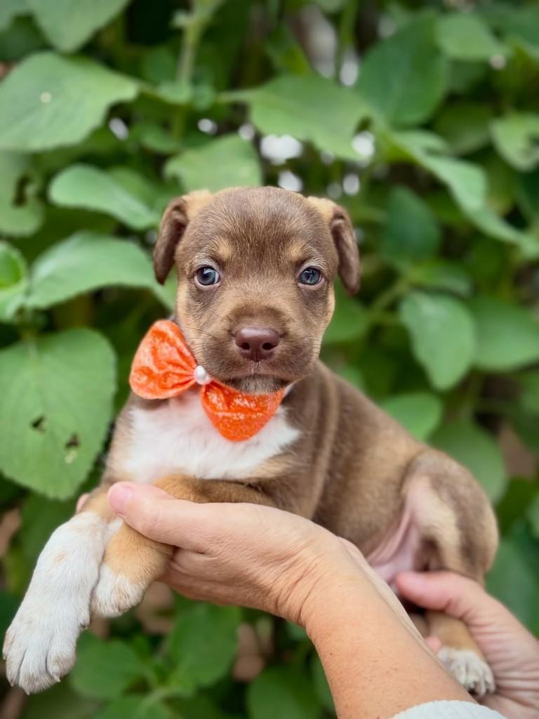 Treat, cachorro de porte médio para adoção em São Paulo - SP