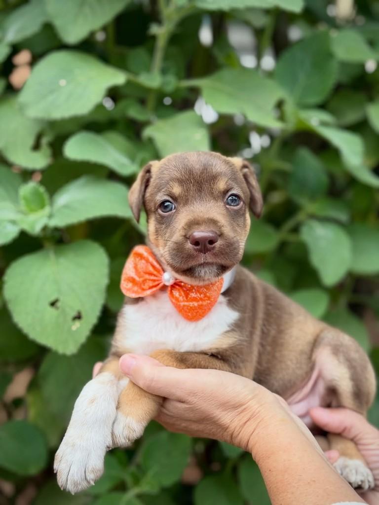 Treat, cachorro de porte médio para adoção em São Paulo - SP — foto 2 de 6