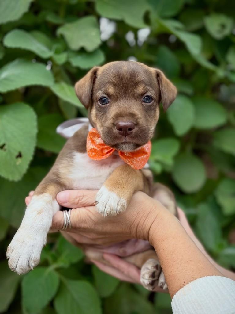 Treat, cachorro de porte médio para adoção em São Paulo - SP — foto 3 de 6