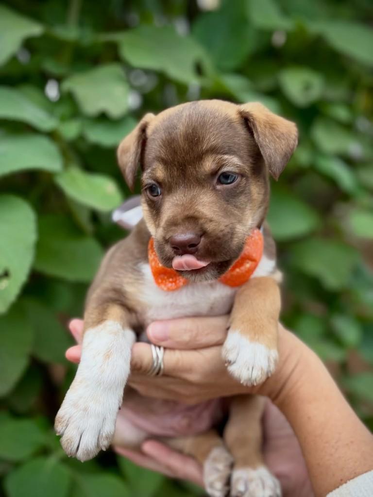Treat, cachorro de porte médio para adoção em São Paulo - SP — foto 4 de 6