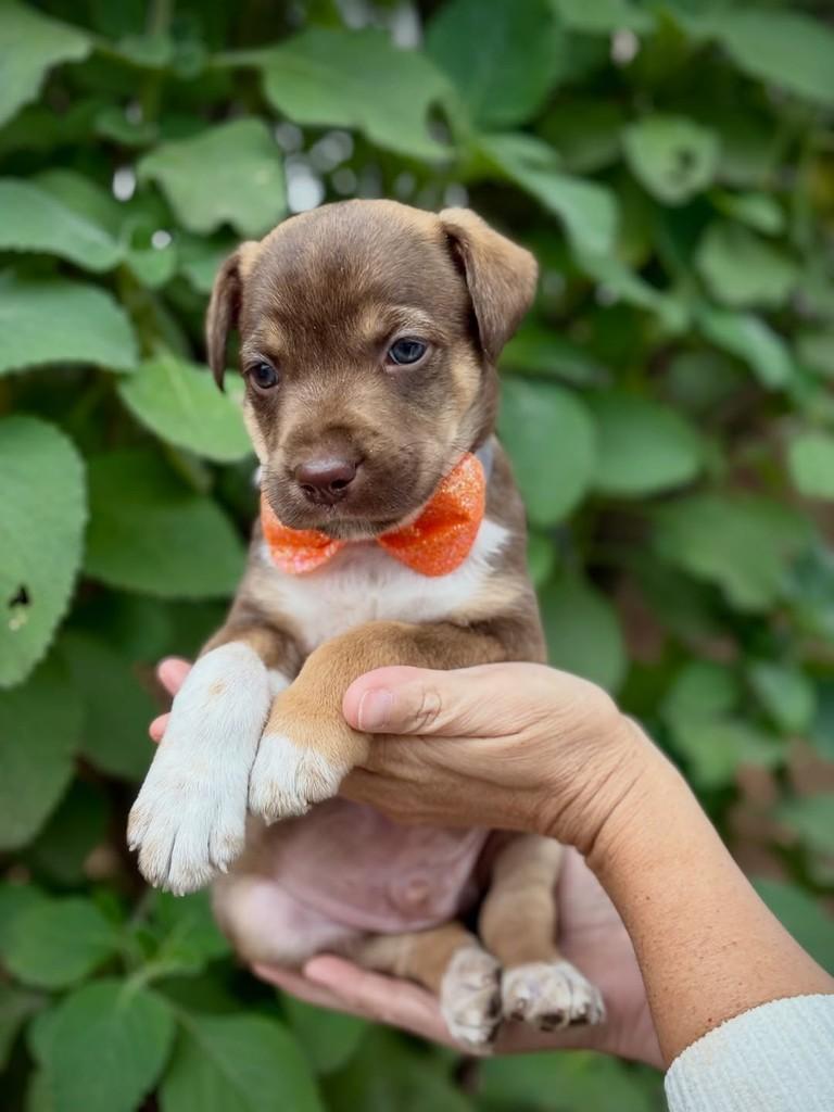 Treat, cachorro de porte médio para adoção em São Paulo - SP — foto 5 de 6