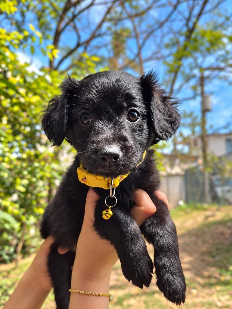 Baco, cachorro de porte pequeno para adoção em São Paulo - SP