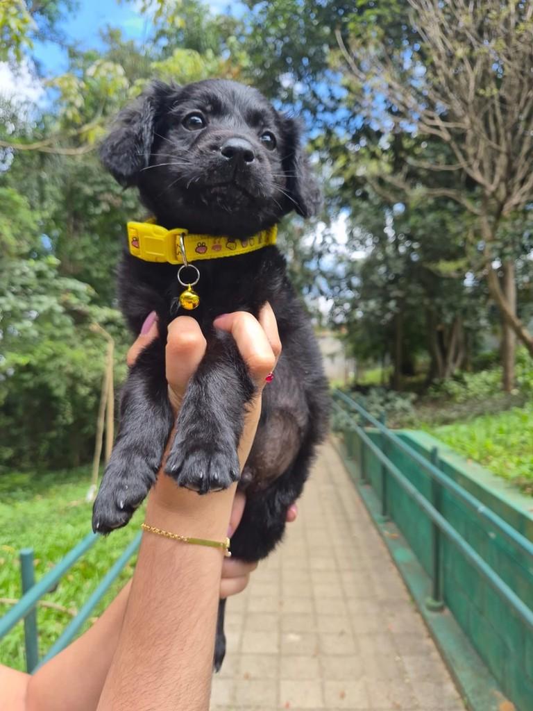 Baco, cachorro de porte pequeno para adoção em São Paulo - SP — foto 2 de 10