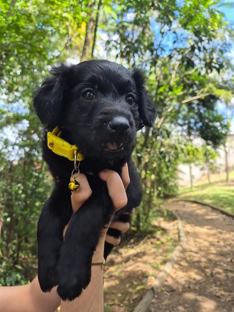 Baco, cachorro de porte pequeno para adoção em São Paulo - SP — foto 3 de 10