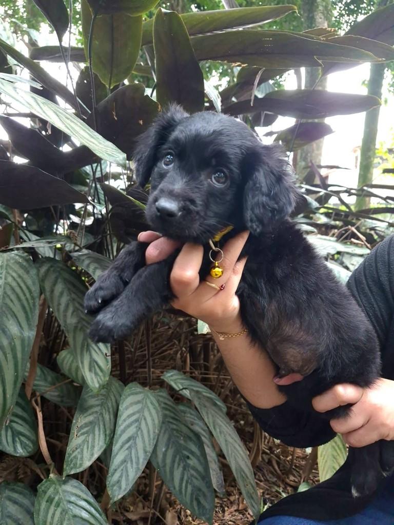 Baco, cachorro de porte pequeno para adoção em São Paulo - SP — foto 4 de 10