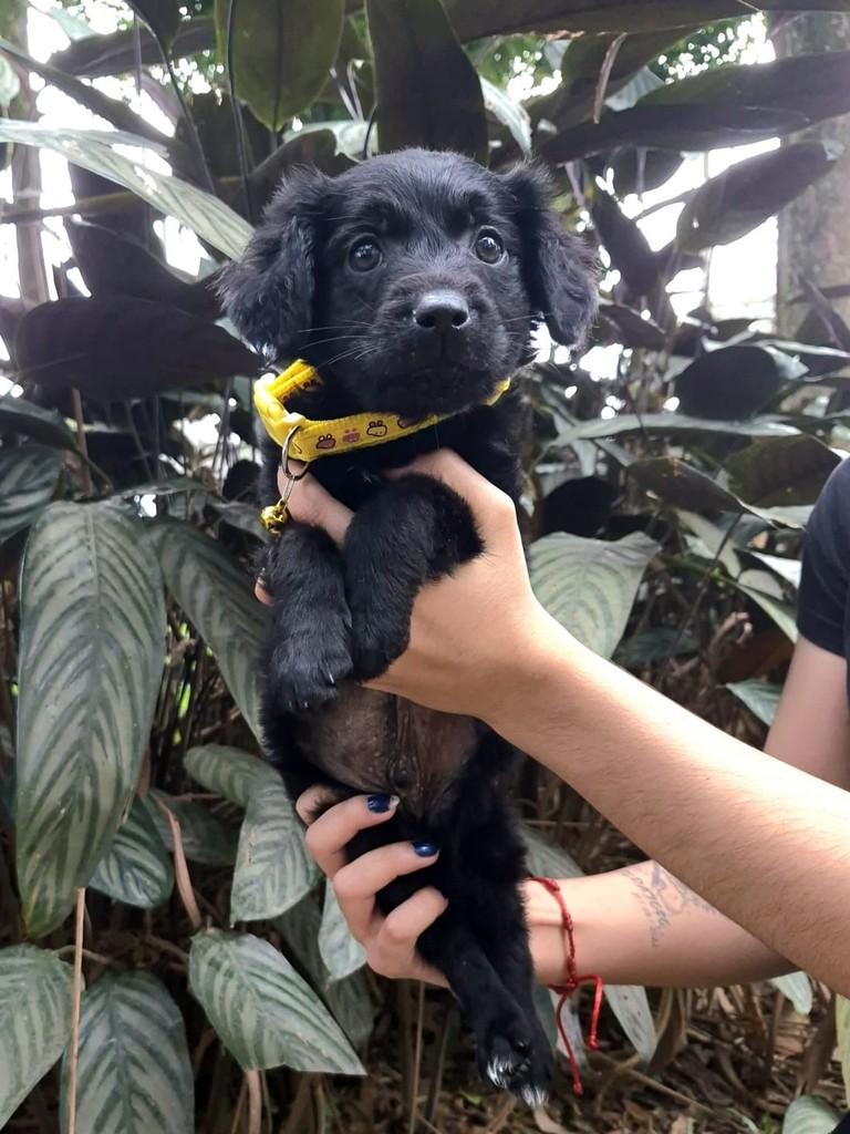 Baco, cachorro de porte pequeno para adoção em São Paulo - SP — foto 5 de 10