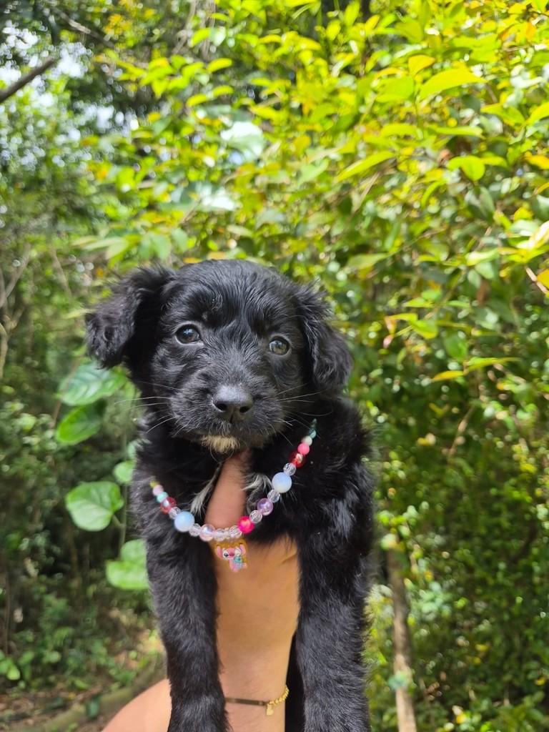 Minerva, cadela de porte pequeno para adoção em São Paulo - SP — foto 2 de 13