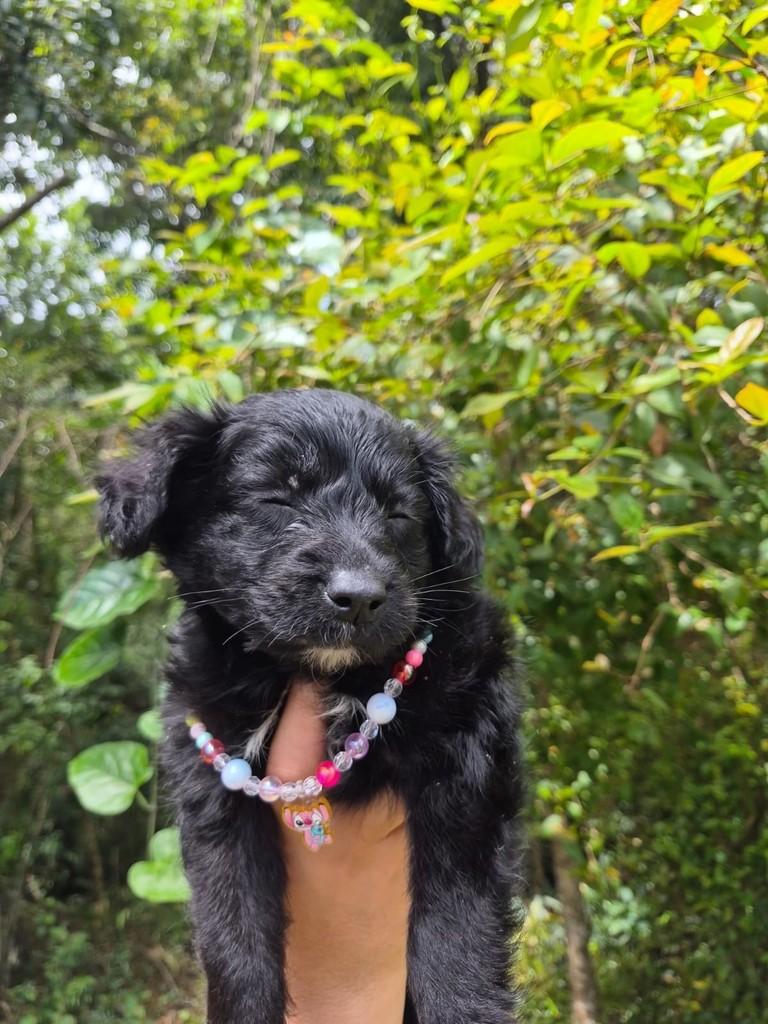 Minerva, cadela de porte pequeno para adoção em São Paulo - SP — foto 4 de 13