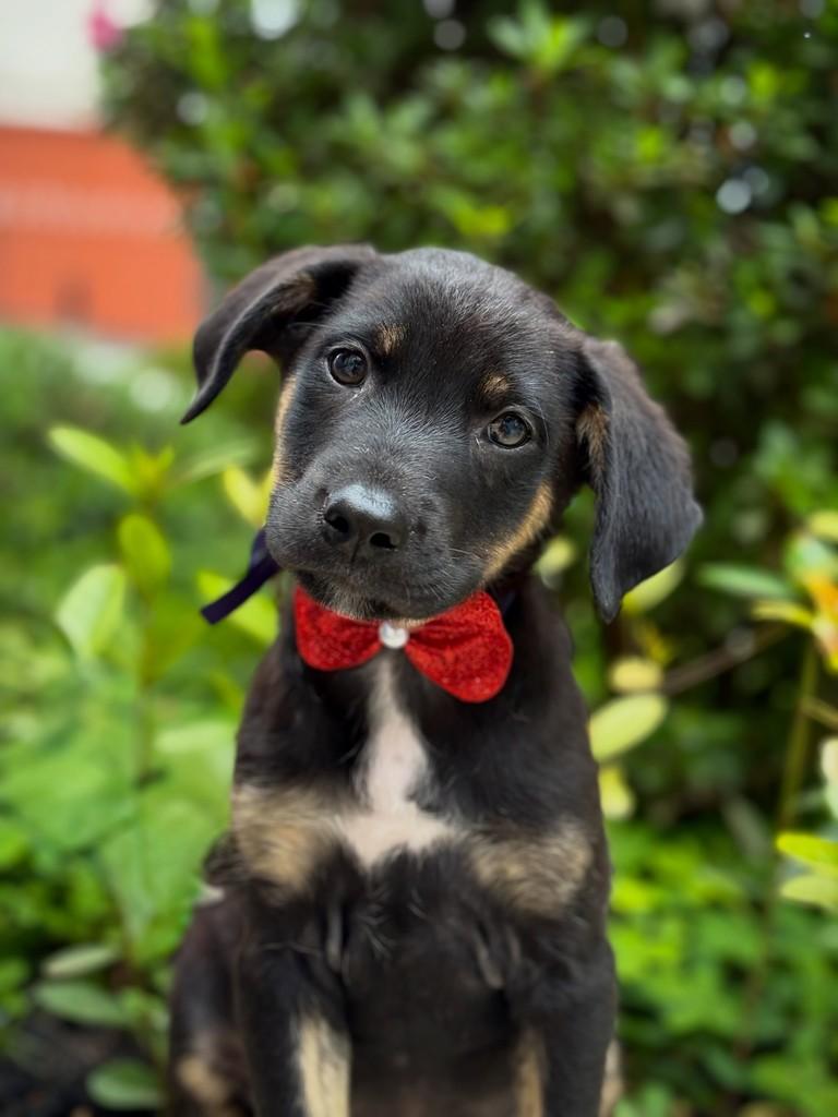 Arandu, cachorro de porte médio para adoção em São Paulo - SP
