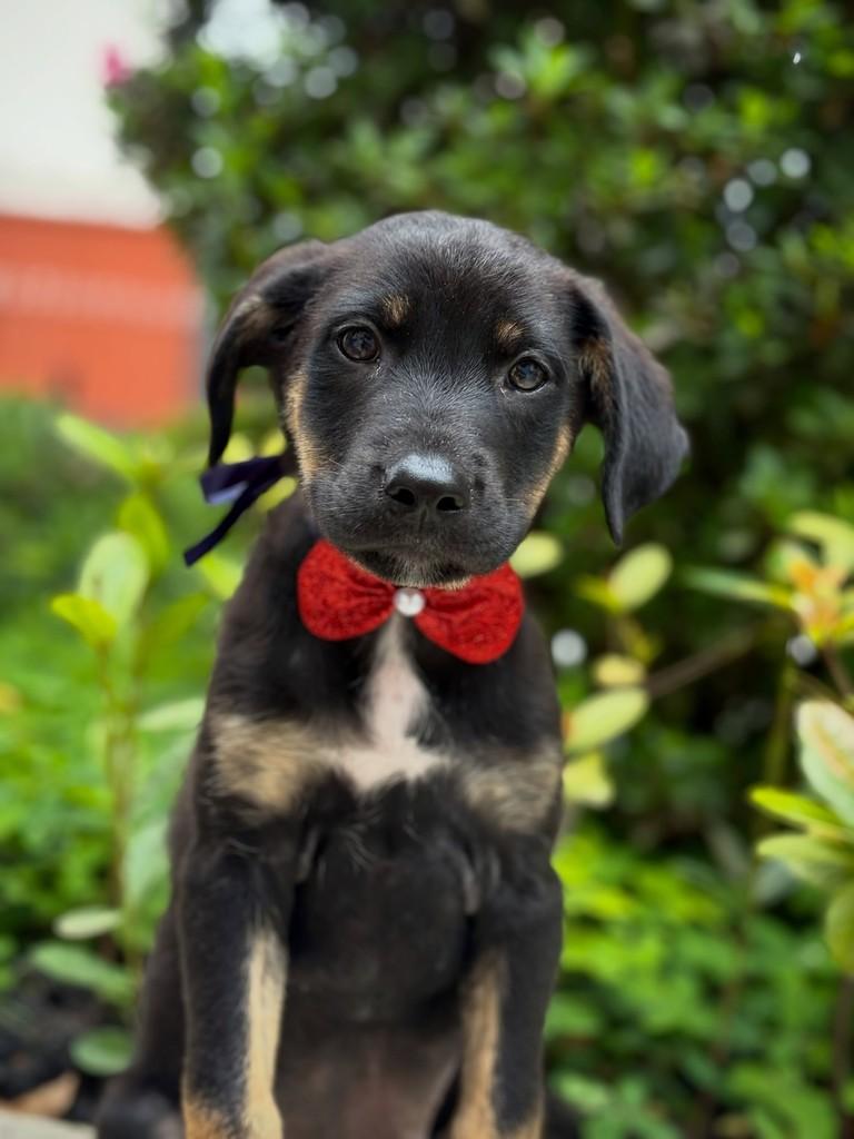 Arandu, cachorro de porte médio para adoção em São Paulo - SP — foto 2 de 7
