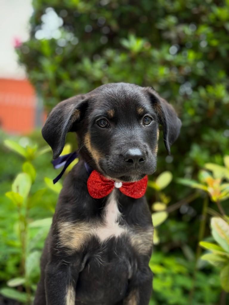 Arandu, cachorro de porte médio para adoção em São Paulo - SP — foto 3 de 7