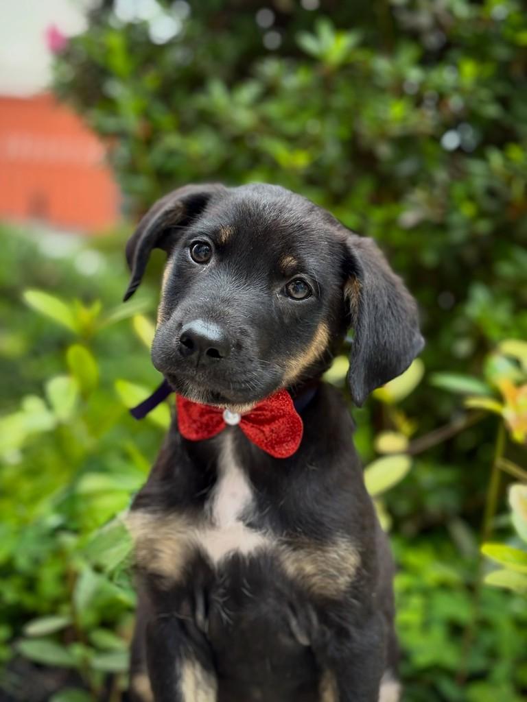 Arandu, cachorro de porte médio para adoção em São Paulo - SP — foto 4 de 7
