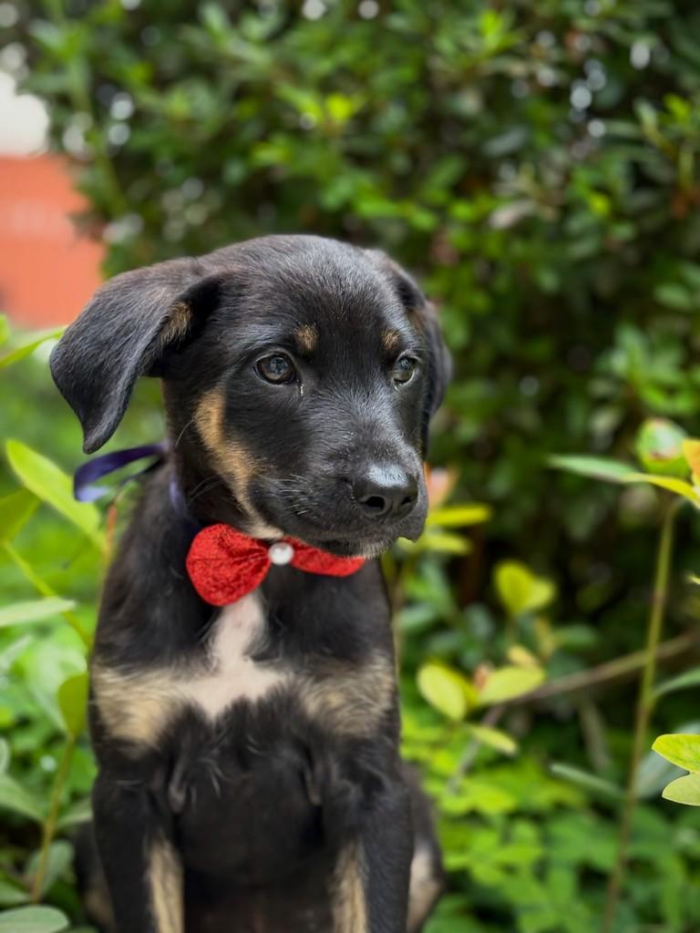 Arandu, cachorro de porte médio para adoção em São Paulo - SP — foto 5 de 7
