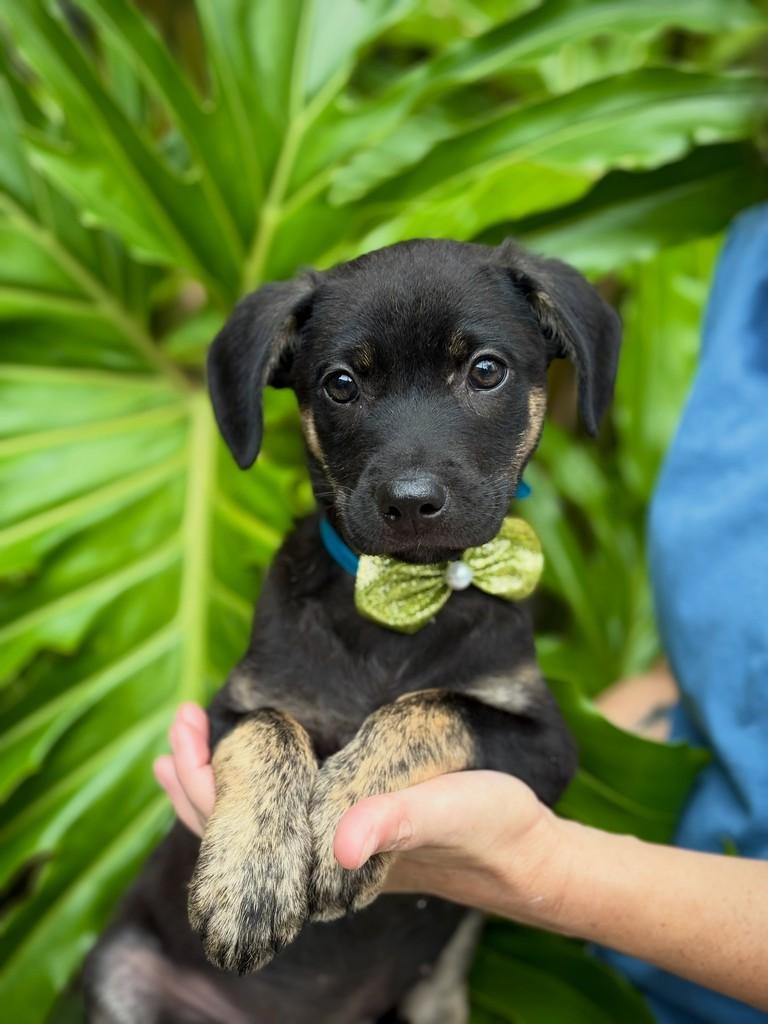 Tairu, cachorro de porte médio para adoção em São Paulo - SP