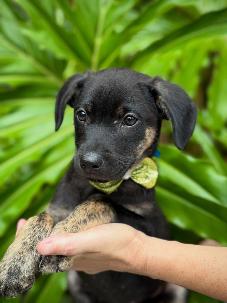 Tairu, cachorro de porte médio para adoção em São Paulo - SP — foto 2 de 12