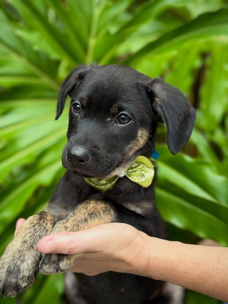 Tairu, cachorro de porte médio para adoção em São Paulo - SP — foto 3 de 12