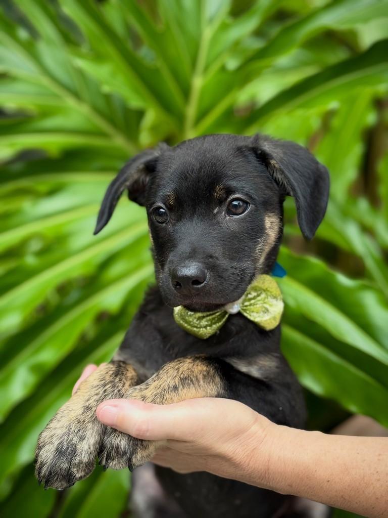 Tairu, cachorro de porte médio para adoção em São Paulo - SP — foto 4 de 12