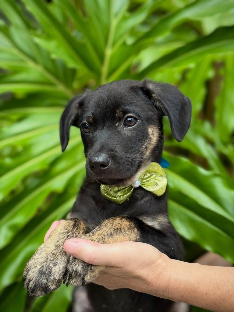Tairu, cachorro de porte médio para adoção em São Paulo - SP — foto 5 de 12