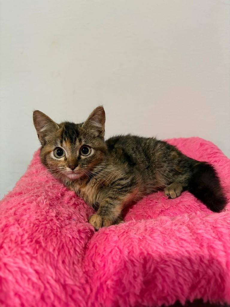 Pequena, gata de porte pequeno para adoção em Tabapuã - SP