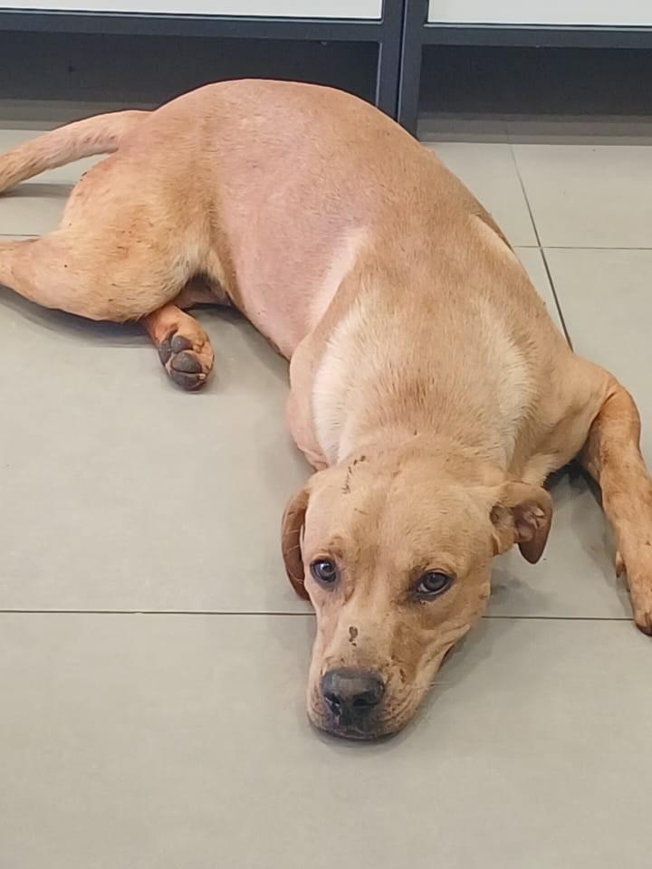 Caramelo, cachorro de porte médio para adoção em Tabapuã - SP