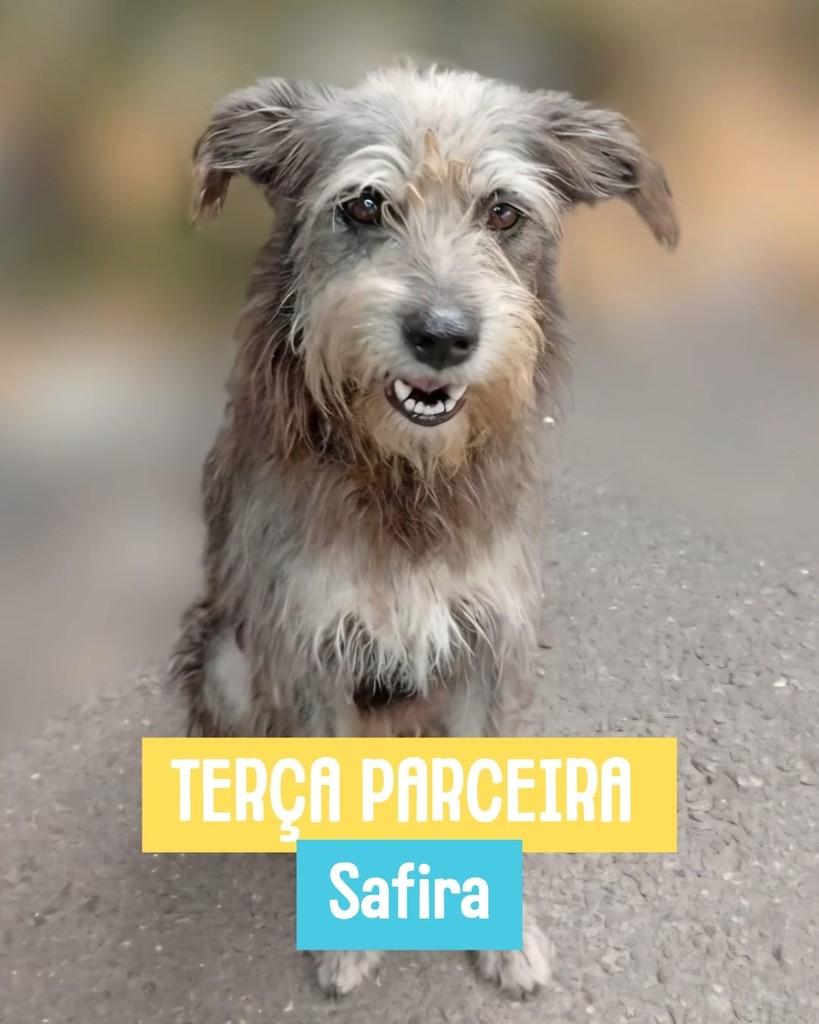 Safira, cadela de porte pequeno para adoção em Rio de Janeiro - RJ