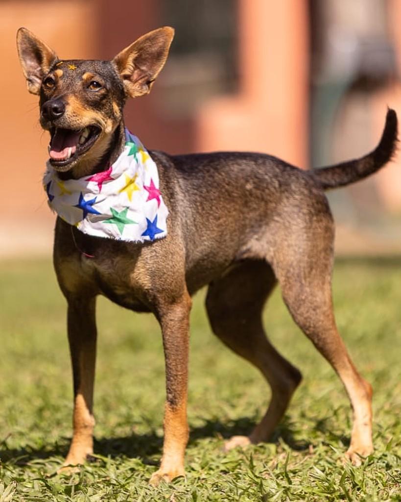 Nina, cadela de porte pequeno para adoção em Rio de Janeiro - RJ