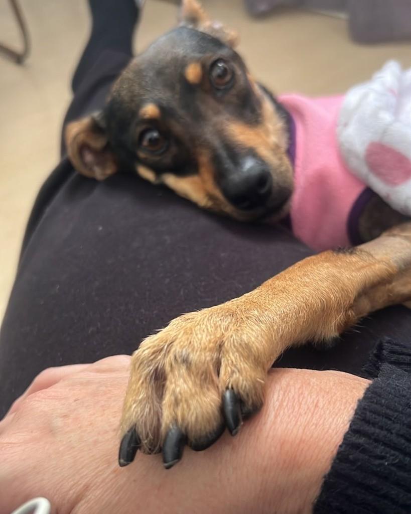 Nina, cadela de porte pequeno para adoção em Rio de Janeiro - RJ — foto 3 de 3