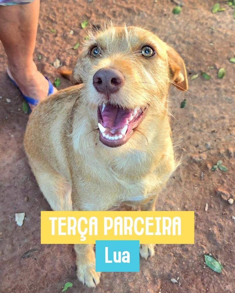 Lua, cadela de porte pequeno para adoção em Rio de Janeiro - RJ