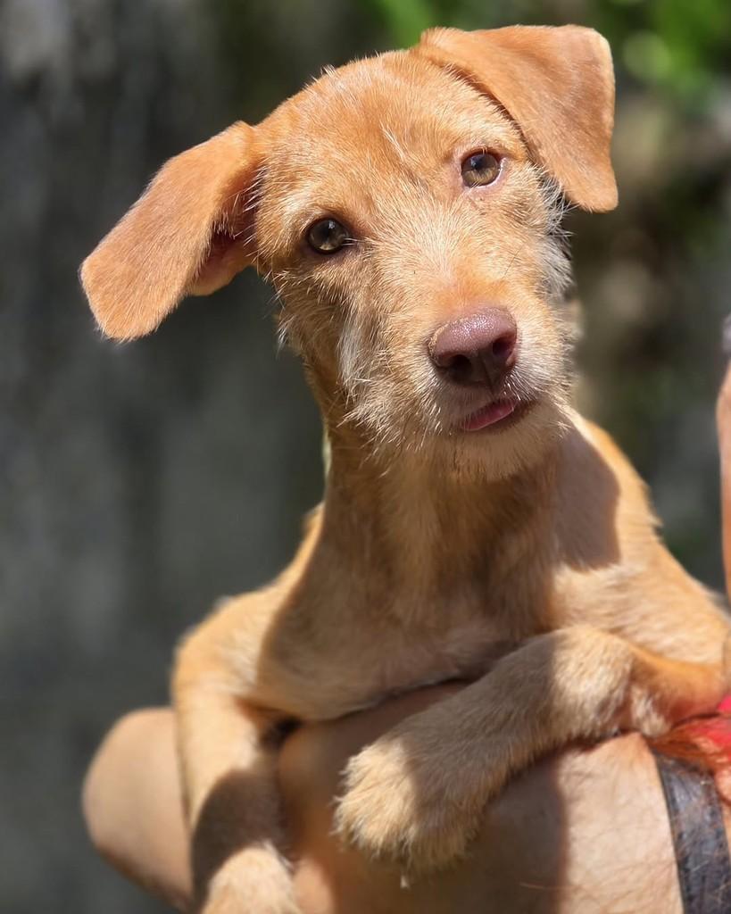 Lua, cadela de porte pequeno para adoção em Rio de Janeiro - RJ — foto 2 de 5
