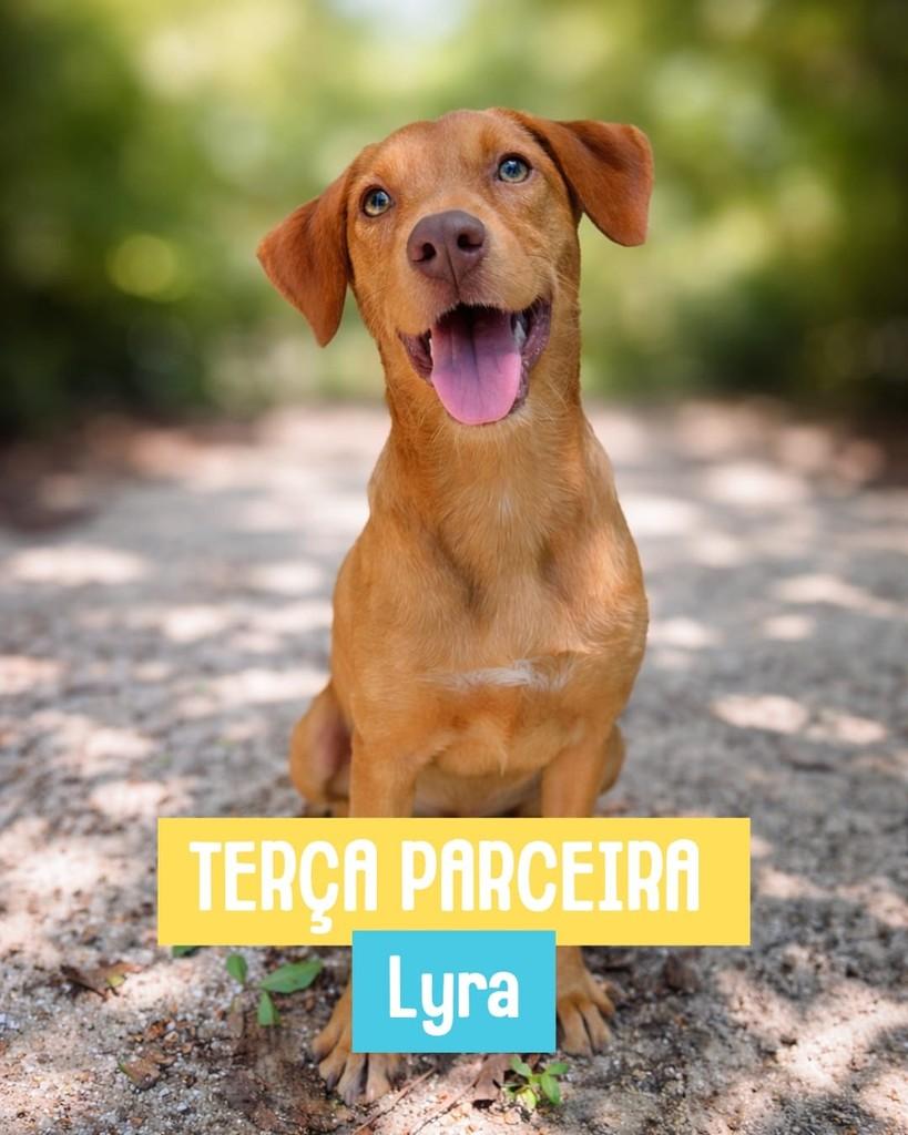 Lyra, cadela de porte pequeno para adoção em Rio de Janeiro - RJ