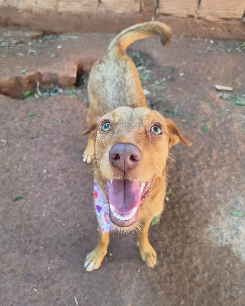 Lyra, cadela de porte pequeno para adoção em Rio de Janeiro - RJ — foto 3 de 3