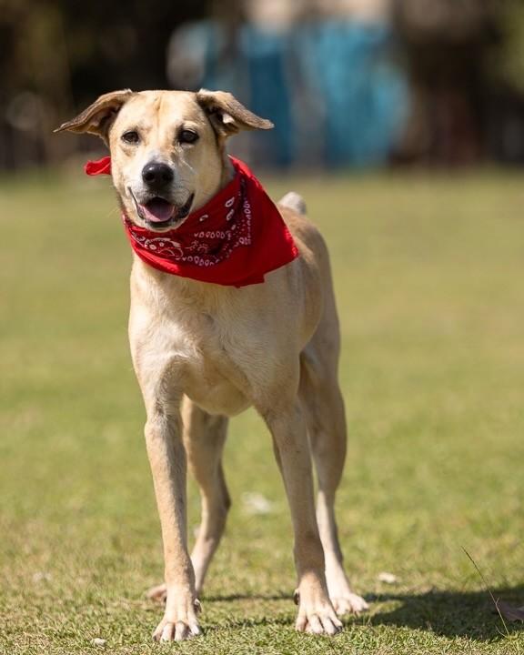 Duque, cachorro de porte médio para adoção no Rio de Janeiro - RJ — foto 3 de 6