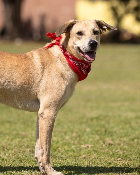 Duque, cachorro de porte médio para adoção no Rio de Janeiro - RJ — foto 4 de 6