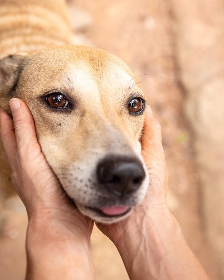 Duque, cachorro de porte médio para adoção no Rio de Janeiro - RJ — foto 5 de 6