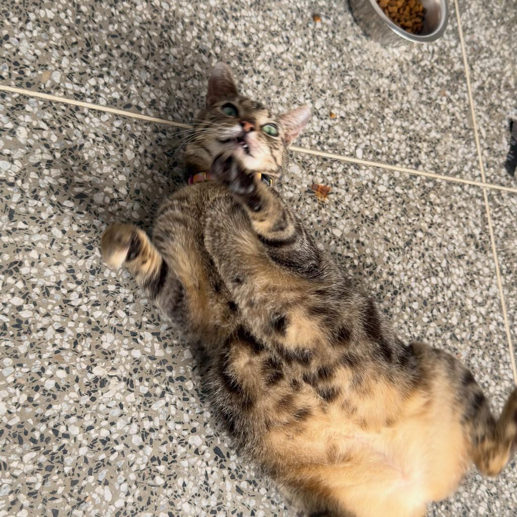Luz, gata de porte pequeno para adoção em São Luís - MA