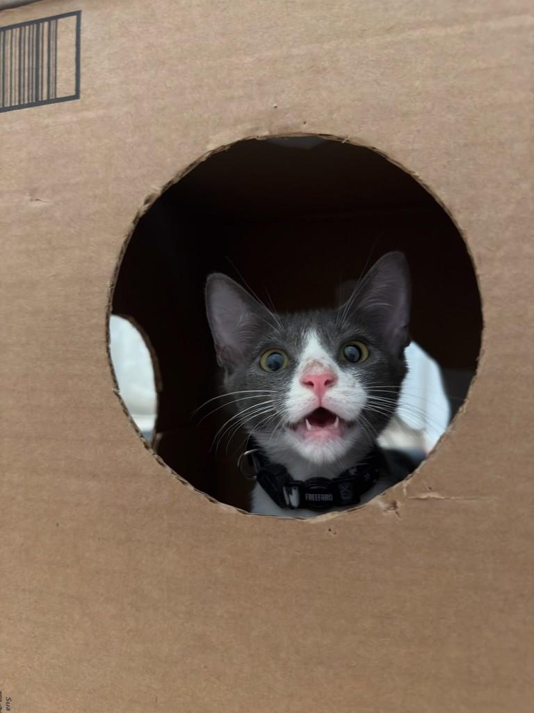 Luffy, gato de porte pequeno para adoção em São Luís - MA
