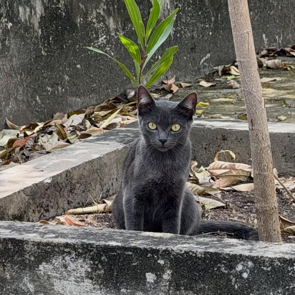 Atena, gata de porte médio para adoção em São Luís - MA