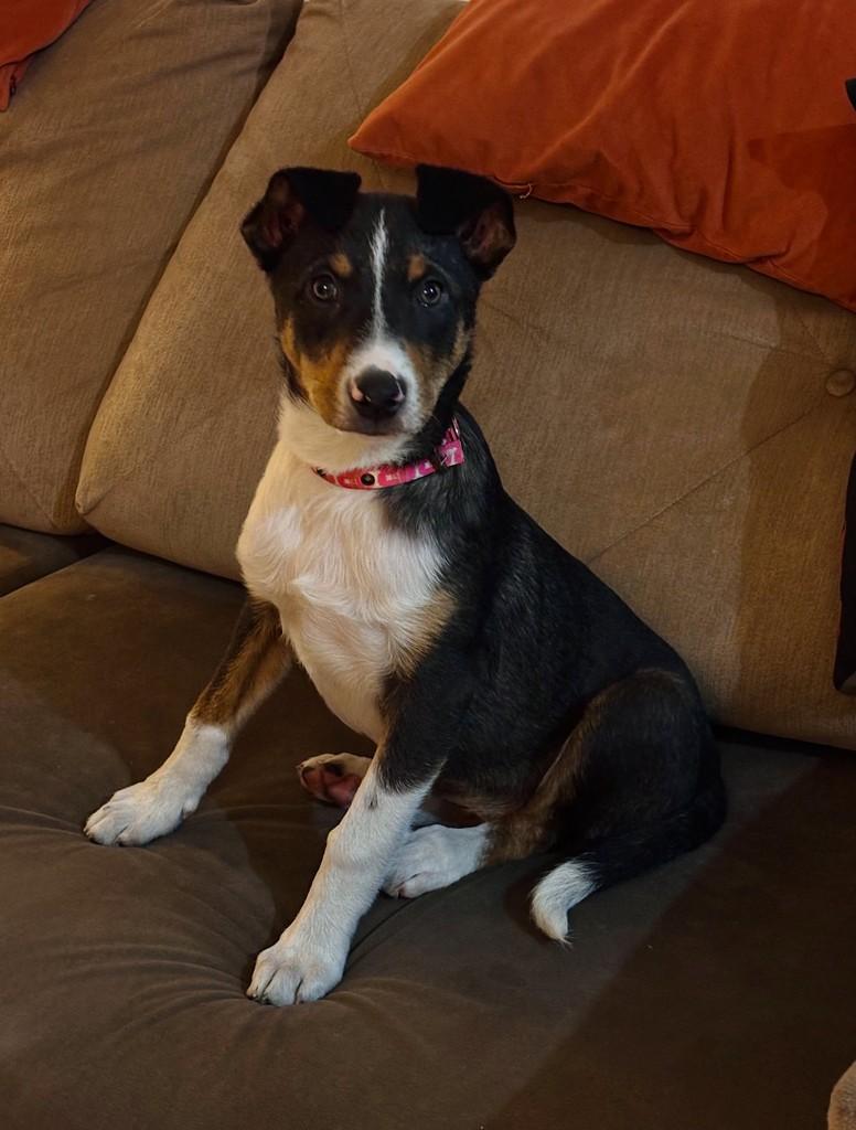 Mabel, cadela de porte médio para adoção em Santa Maria - RS