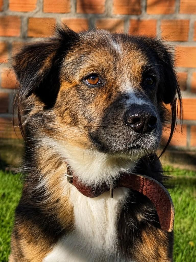 Bethoven, cachorro de porte grande para adoção em Santa Maria - RS