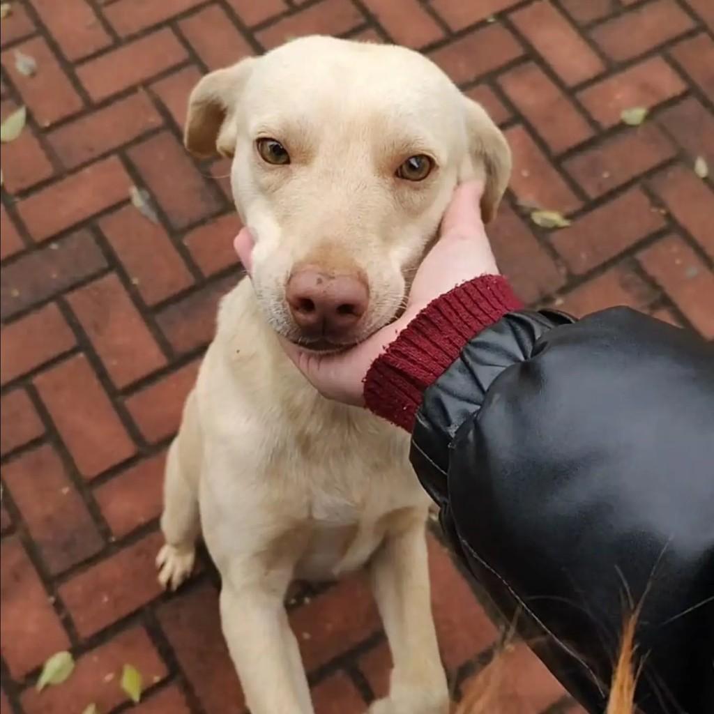 Xamã, cachorro de porte médio para adoção em Segredo - RS