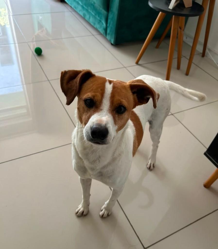 Lucky, cachorro de porte pequeno para adoção em Santa Maria - RS
