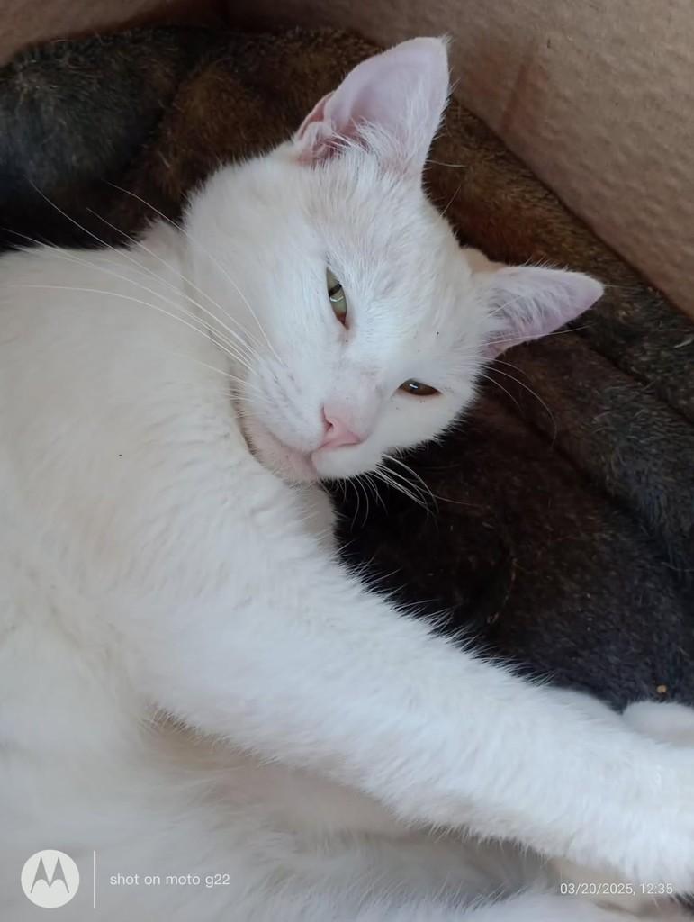 Merengue, gato de porte médio para adoção em Santa Maria - RS