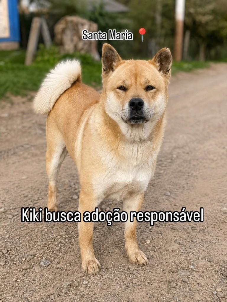 Kiki, cadela de porte médio para adoção em Santa Maria - RS