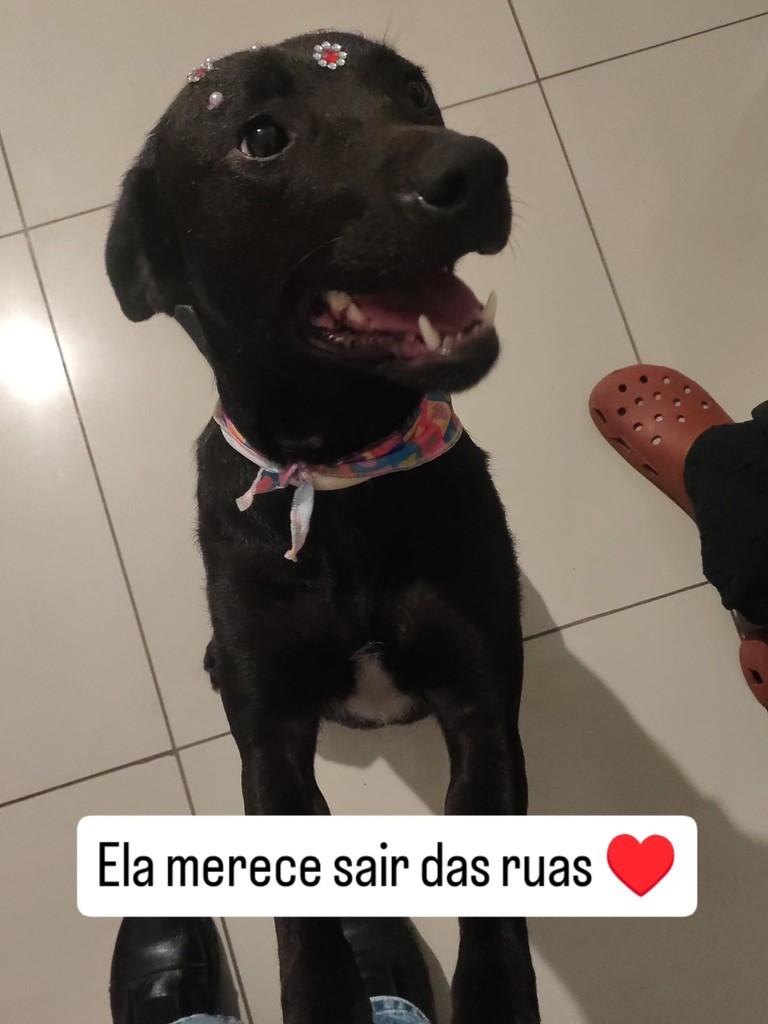 Juju, cadela de porte médio para adoção em Santa Maria - RS — foto 2 de 2
